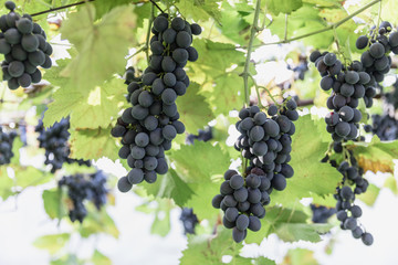 Grapes hanging from vines at a winery