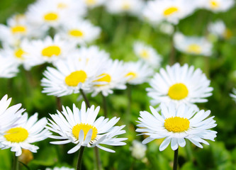 field of daisies in the wild