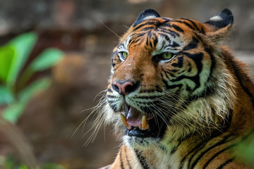 Big adult sumatran tiger with sharp eyes