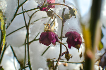 A few hanging purple rose buds in the garden frozen and icy in the morning. 