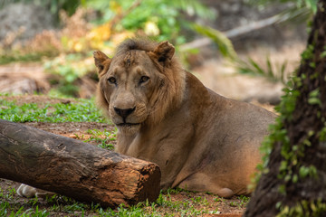african lion resting under a tree