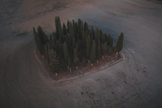 Aerial view of group of isolated Cyprus Trees in Tuscany