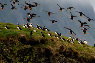 A flock of puffins on the island of Canna in Scotland
