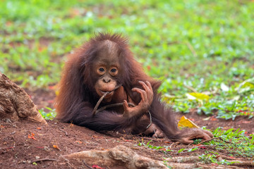 cute baby orangutan playing in the field