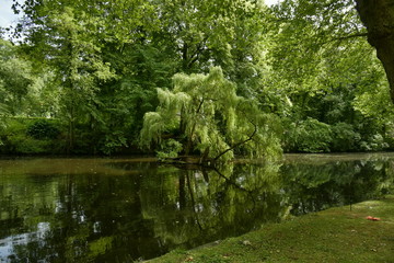 Fototapeta na wymiar L'arbre dans l'eau sous l'effet de la lumière à l'étang du domaine Coloma à Sint-Pieter-Leeuw 