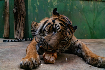 Tiger eat fresh red meat in a zoo