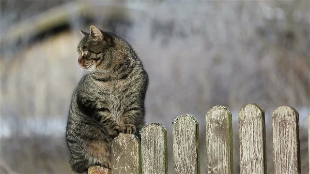 Cat sitting on a fence and looks around.