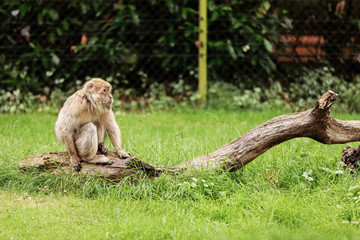 portrait of adult macaque in tropical nature park. Cheeky monkey in the natural forest area. Wildlife scene with danger animal. Macaca mulatta copyspace. Selective focus
