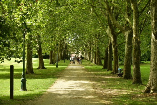 Promenade ombragée entre deux ranger d'arbre au domaine du château Coloma à Sint-Pieter-Leeuw