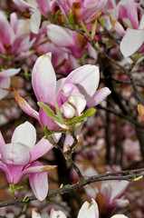 Magnolia flowers blossom