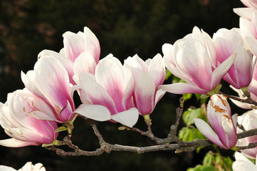 magnolia flowers on a branch
