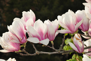 magnolia flower buds bloom on branches