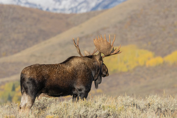 Bull Moose in Wyoming in Autumn