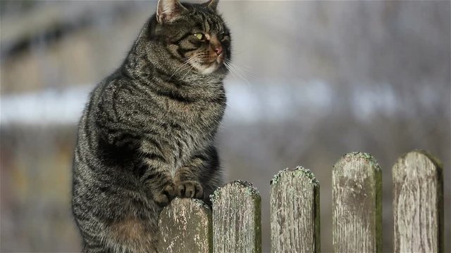 Cat sitting on a fence and looks around.