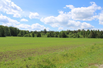 Summer field with trees under a blue sky, with clouds.