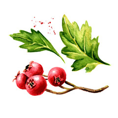 Branch of Hawthorn berries with green leaves set, Watercolor hand drawn illustration isolated on white background