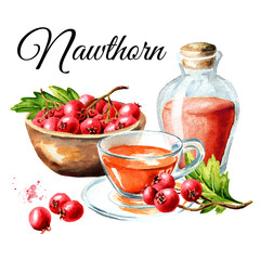 Glass bottle of Hawthorn  tincture, cup of hot tea and fresh Hawthorn berries in the bowl,  with green leaves. Hawthorn card. Watercolor hand drawn illustration isolated on white background