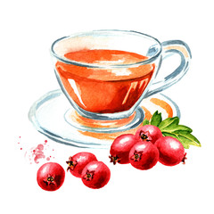 Hawthorn homemade hot teal with Hawthorn berries. Watercolor hand drawn illustration, isolated on white background