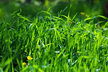 Lawn grass in the sunlight. Close-up. Fresh green grass lawn in sunlight, landscaping in the garden, beauty of summer season