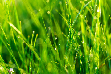 Lawn grass in the sunlight. Close-up. Fresh green grass lawn in sunlight, landscaping in the garden, beauty of summer season