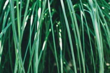 Tropical green grass background. Beautiful trendy background.
