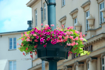 Flowers in hanging pot on background of urban buildings close up
