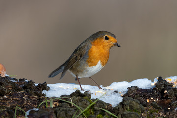 Pettirosso