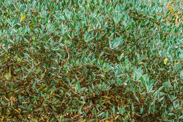 foliage of a jojoba bush, popular cultivated plant specie from the american desert