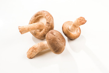 Shitake mushroom isolated on white.