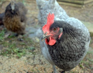 groupe de poules et poussins dans le jardin
