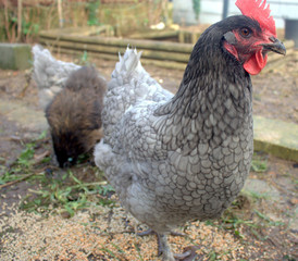 groupe de poules et poussins dans le jardin