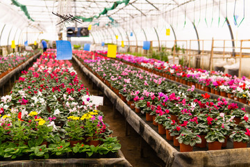 blurred interior of an industrial greenhouse with flowers