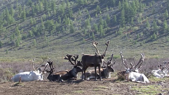 Mongolia. Darkhat basin. The camp of reindeer herders. Deer.