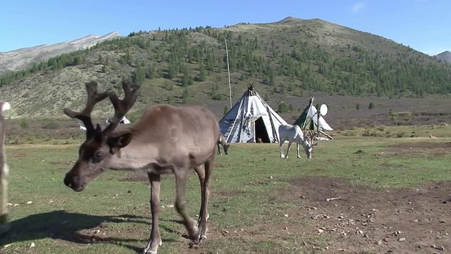 Mongolia. Darkhat basin. The camp of reindeer herders. Deer.