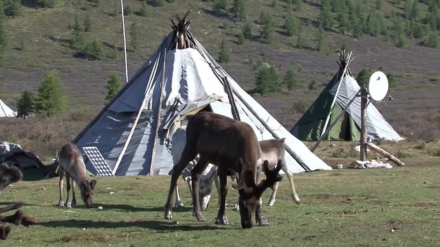 Mongolia. Darkhat basin. The camp of reindeer herders. Deer.