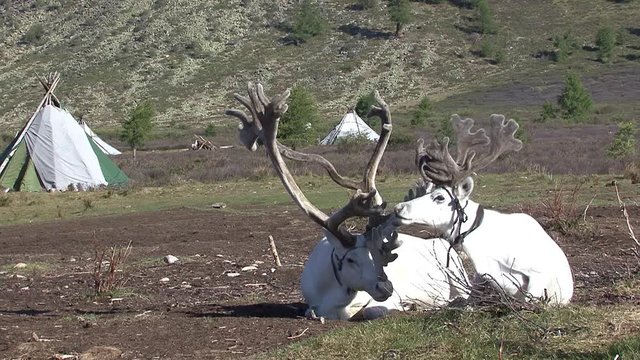 Mongolia. Darkhat basin. The camp of reindeer herders. Deer.