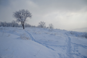 Fototapeta na wymiar Tree and trail on a snowy shore