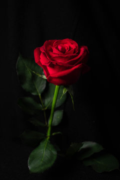 red rose isolated on black background 