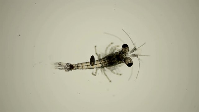 Mizida shrimp and the parasitic Isopoda larva under a microscope, at the stage of kryptonium, at this stage it searches for crayfish or crabs that serve as the final hosts of this type of parasite, at