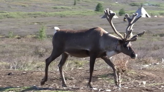 Mongolia. Darkhat basin. The camp of reindeer herders. Deer.