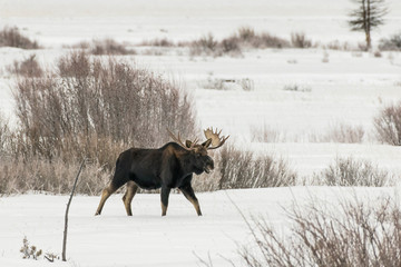 Bull moose in winter