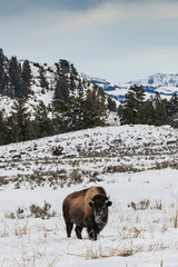 Bison in snow