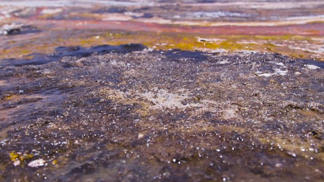  Concentration of fly larvae on silica present in the gayseries of Atacama, Chile, geisers
