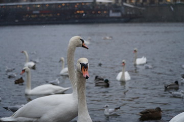 Prague, Czech Republic 2019: Swans on the banks of the Moldava river in Prague during a snowfall