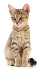 Kitten on white background.