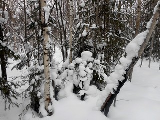 Winter. Winter forest. Snow is all around. Snowdrifts in the forest. Snow mosaic