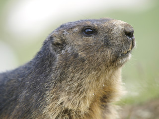 Murmeltier, Grossglockner Hochalpenstrasse, Österreich, Kärnte