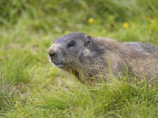 Murmeltier, Grossglockner Hochalpenstrasse, Österreich, Kärnte