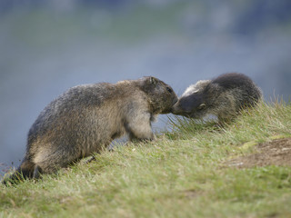 Murmeltier, Grossglockner Hochalpenstrasse, Österreich, Kärnte