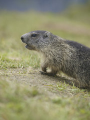 Murmeltier, Grossglockner Hochalpenstrasse, Österreich, Kärnte